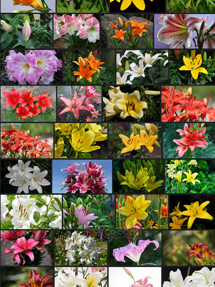 高清百合花杜鹃花大丽花唯美花卉摄影照片4K壁纸背景图片设计素材插图5