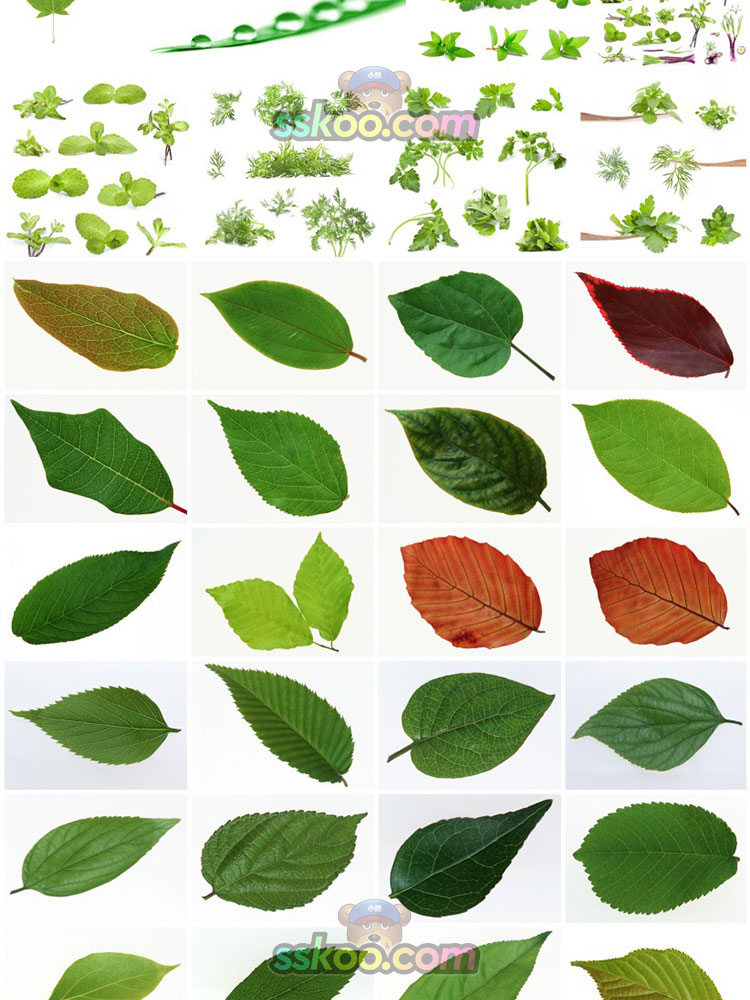 高清植物纹理绿色叶子树叶枫叶落叶风景图片摄影照片背景设计素材插图9
