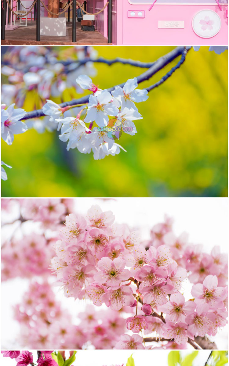 高清粉色樱花花卉春天春季自然风光风景美景图片图库图集素材插图3