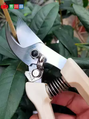 Sagawa Tin 130t Fruit tree pruning shears horticultural flower trimming scissors garden labor-saving pruning rough branches scissors