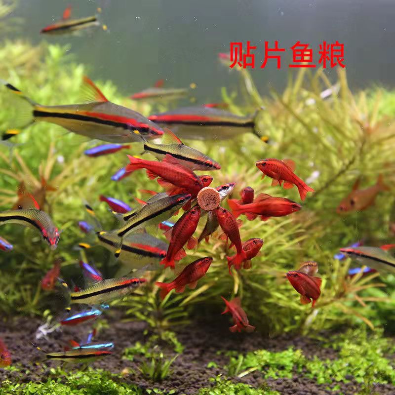 贴片鱼食,让热带鱼快乐成长的秘密武器?-观赏鱼饲料-淘宝好物网