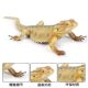 Children's toy simulation animal model gecko spiny lizard chameleon umbrella lizard iguana Komodo dragon dragon dragon lizard