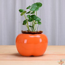 Creative persimmon vase water with green puddle bloom pot ceramic persimmon as such as the desktop decoration pendant of the Nordic Living Hall