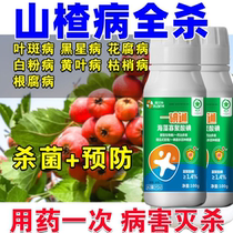 Hawthorn special medicine kills hawthorn disease hawthorn disease treatment fungicide leaf spot scab flower rot powdery mildew yellow
