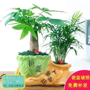 发财树盆栽绿植花卉富贵竹荷花竹植物盆栽办公室内桌面植物防辐射