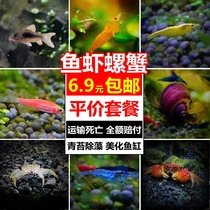 Ornamental Shrimp Living Small Shrimp Freshwater Pet Fish Tank Except Algae Cherry Blossom Polar Fire Shrimp Yellow Gold Rice Crystal Shrimp Fresh and Good