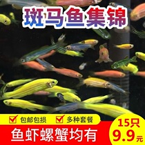 Zebra fish living fish tank fresh water ornamental fish water straw cylinder small group swimming cold water resistant to living practicing hand fish aquatic pets