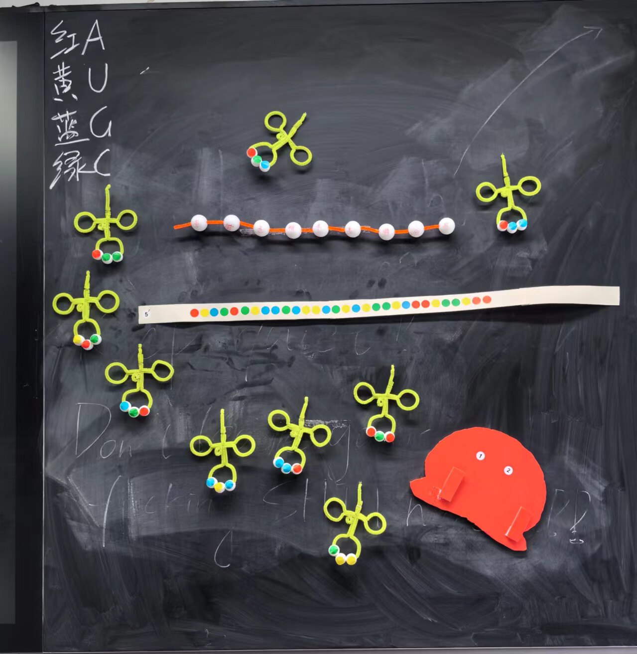 磁吸式翻译模型教具升级版高中生物学生活动模型 教师大号版