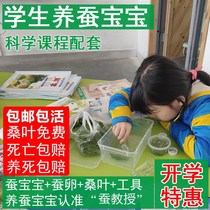 Students silkworm packing silkworm incubation box natural color silkworm seed breathable observation of feed box silkworm