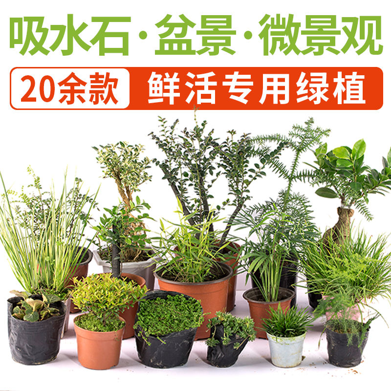 Shangshui stone water-absorbing stone plant rockery bonsai ornaments micro-landscape green plant decoration indoor living room Selaginella small potted plants