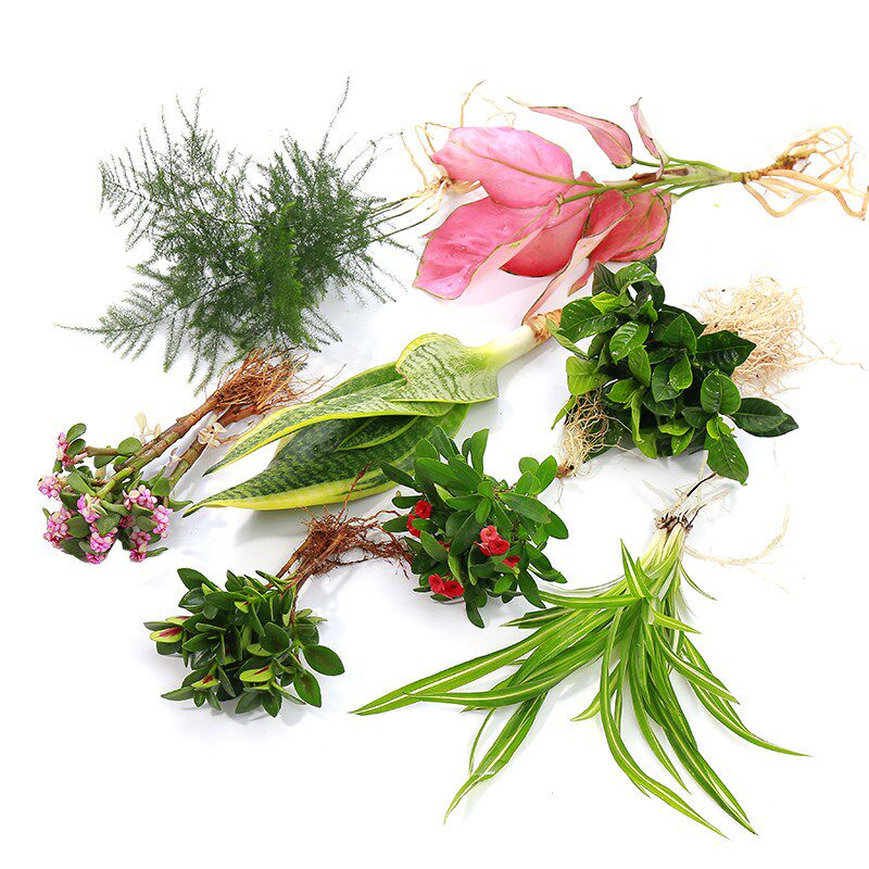 -Bonsai Gold Money Grass Water Cultivation With formaldehyde Pendant Gold gold Ge Desktop Family office Green Planted Composition Stone