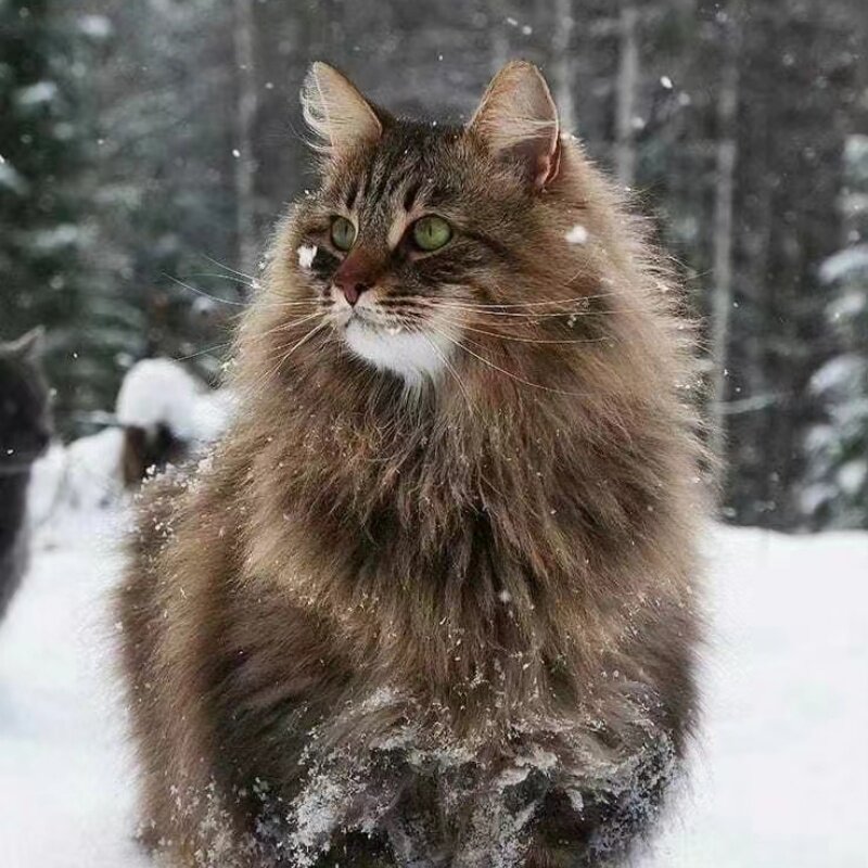 西伯利亚森林猫挪威森林涅瓦色：长毛高地猫，不过敏猫咪首选！-猫咪