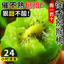 Shaanxi Eyebrow County Xu Fragrant Kiwi Fruits Fresh Fruits Recruit Agent Mihu Peach Clay Monkey Peach with Peach Kiwi Green