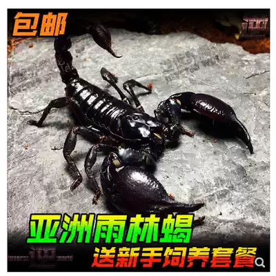 Asian rainforest scorpion living suitable for novices can be raised and docile pet crawl full set