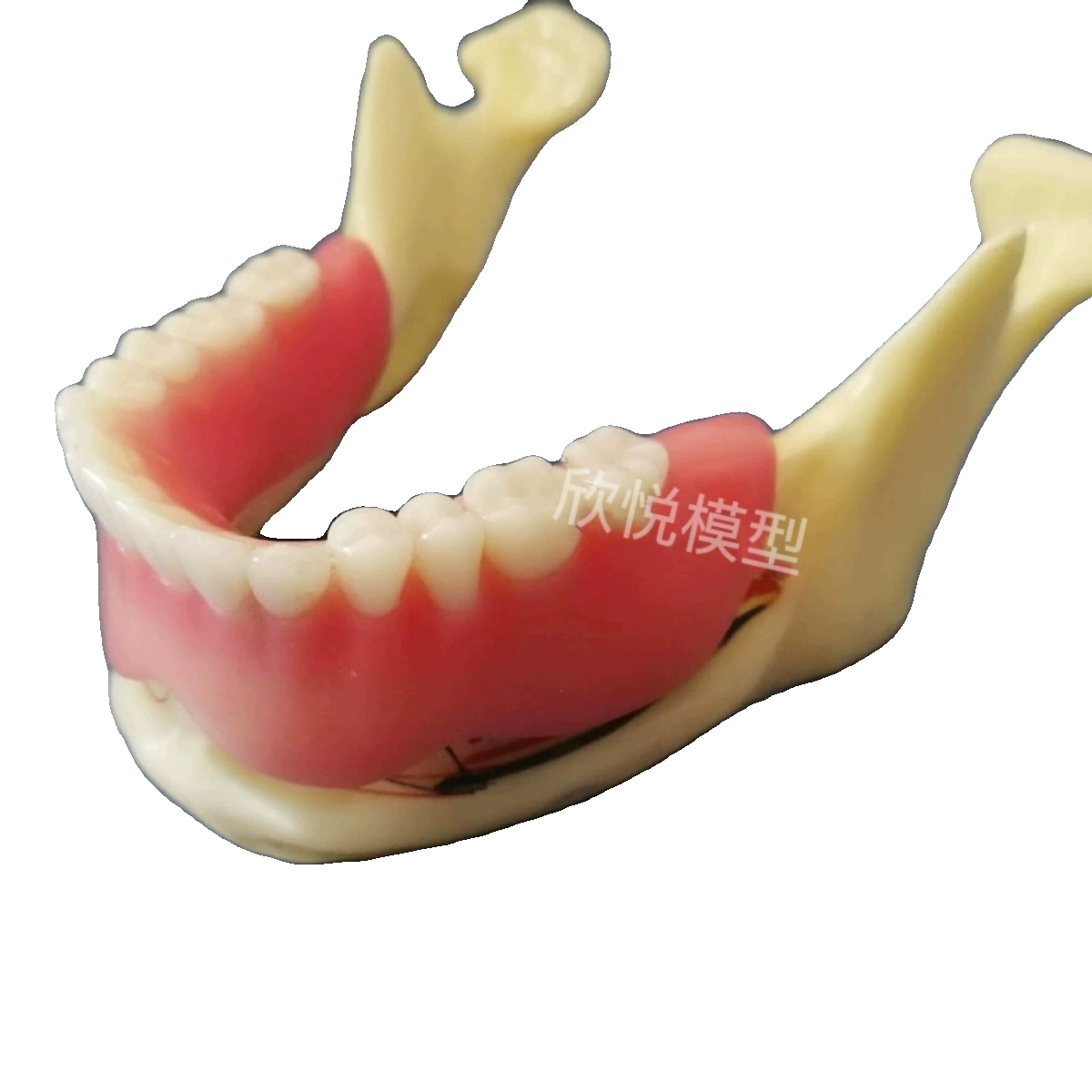 透明下颌骨模型｜让复杂的牙科知识变得“触手可及”_口腔护理设备礼盒_