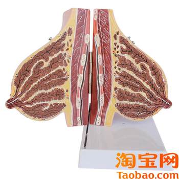 Original suitable for female lactation breast model breast anatomy breast model maternal and infant care confinement nanny training model