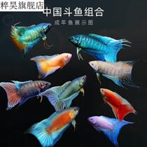 Chinese fighting fish improvement without tattooing blue Australian flame whitened gold blue snake The more black and cold water fish does not need to be aerobic to raise