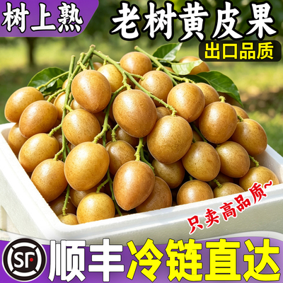 [顺丰广东新鲜鸡心黄皮果郁南酸甜孕妇水果冰糖无核整箱当应季新鲜]