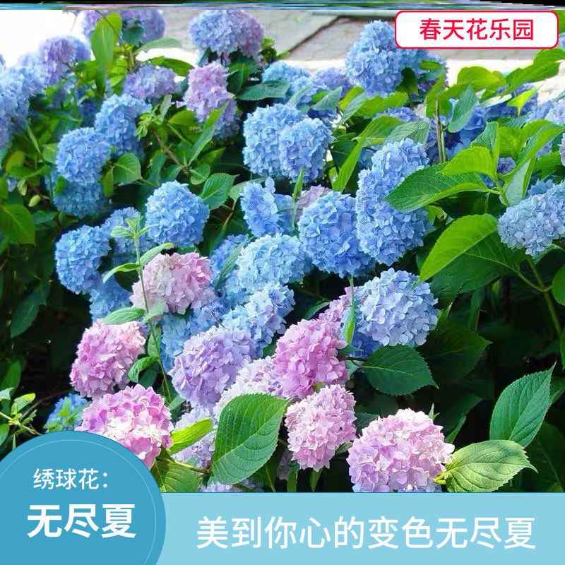 Embroidered ball flower with flower buds Gradual Layer Color Potted Plant Four Seasons Plant Living Room Indoor Flower Patio Resistant to Cold Balcony Flowers easy to live