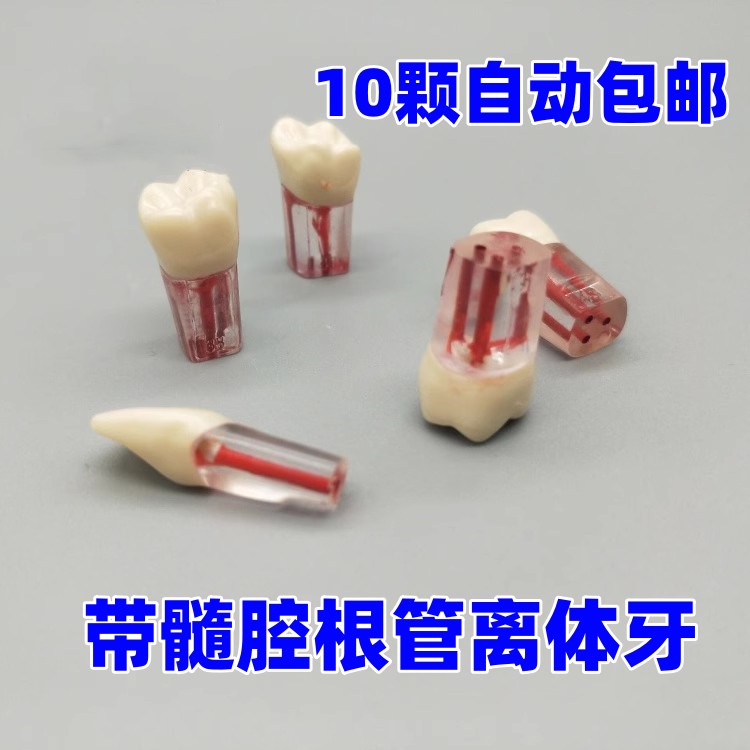 牙科模型口腔考试练习带髓腔根管牙粒 树脂牙 开髓根管牙窝洞制备