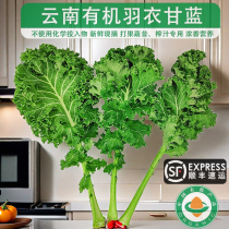 Organic kale freshly picked young leaves kale with stems fitness juicing western food ingredients light eating vegetables natural