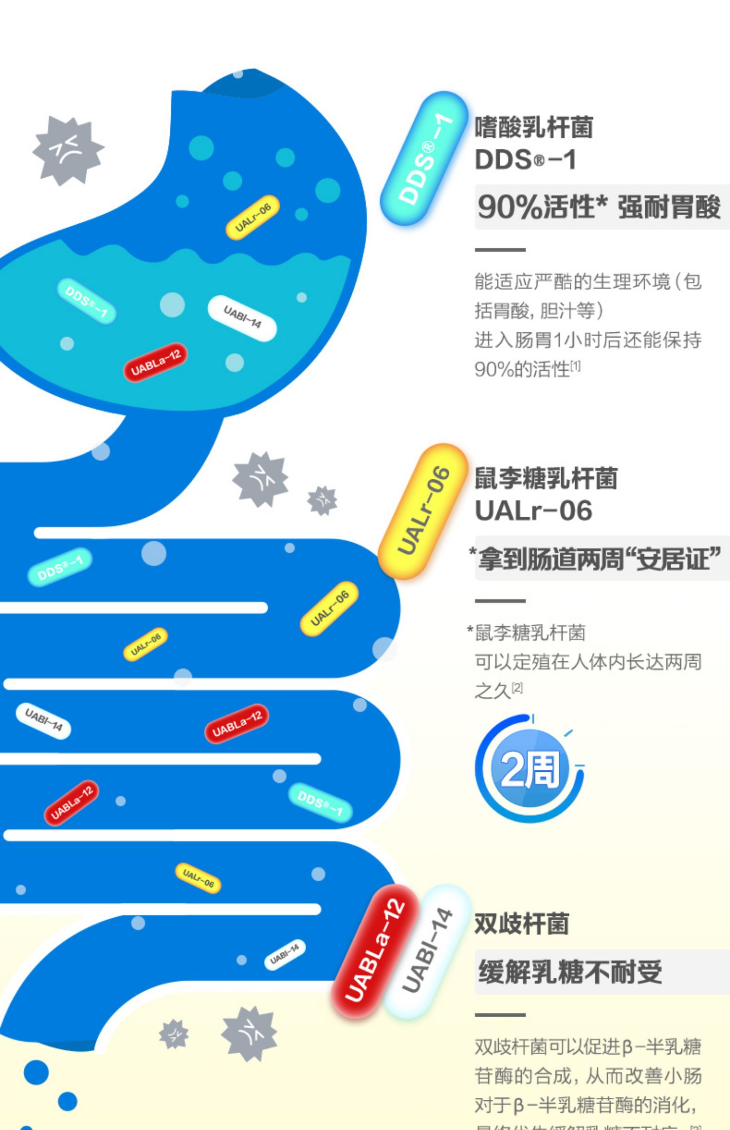 每日每加益生菌20条