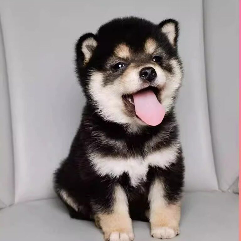 纯种柴犬幼犬：日系萌宠，赤黑豆柴的治愈力量🐾-宠物摄影-淘宝百科网