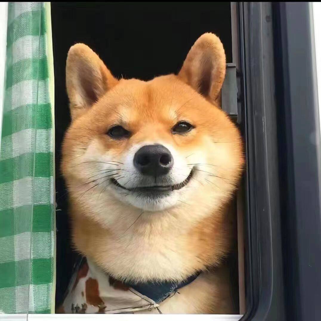 25年最新纯种柴犬幼犬推荐｜黑柴、小柴、豆柴犬幼崽宠物狗深度测评-宠物鸡-淘宝好物网