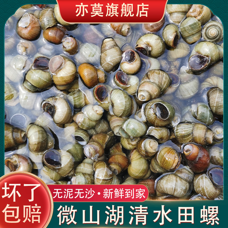 Micromountain Lake Fresh snail living without sand and mud snail to tail stone snail clear water cut tail alive field snail commercial wholesale-Taobao
