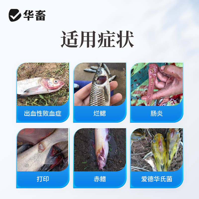 华畜10%恩诺沙星可溶性粉：水产养殖中的守护神，鱼虾蟹疾病防治新选择！