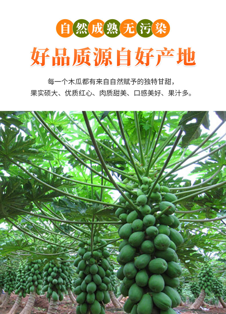 广西 红心牛奶木瓜 9斤装 约5-8个 图2
