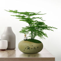 Flowers Wenzhu Office Desktop Potted Plant Small Plant Good Raising Room Green Planting Bedroom Bonsai Cloud Bamboo Four Seasons Evergreen