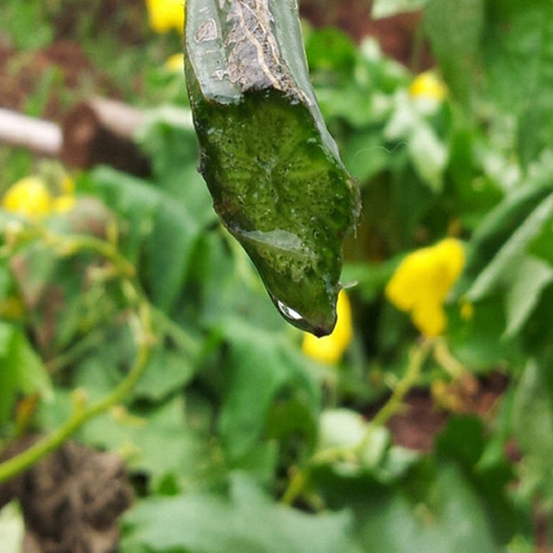 地之露丝瓜水