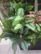High-End Artificial Plants, Calla Lilies, Banana Plants, Evergreen Plants, Anthuriums, Taro Leaves, Background Wall, Window Flower Boxes, Flower Arrangements, Leaves