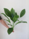 High-End Artificial Plants, Calla Lilies, Banana Plants, Evergreen Plants, Anthuriums, Taro Leaves, Background Wall, Window Flower Boxes, Flower Arrangements, Leaves