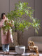 Simulated Green Plant, Nandina Bamboo, Artificial Tree, Atmosphere Tree, High-End Indoor Floor-Standing Bionic Green Plant, Potted Plant, Landscaping Ornament