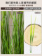 Artificial Foxtail Grass, Fake Green Plants, Reed Flowers, Floor-Standing Potted Plants, Living Room Window Display, Villa Decoration, Indoor Landscaping
