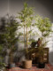 New Chinese-Style Artificial Bamboo Large Green Plant Potted Decoration for Living Room Indoor Fake Tree Landscaping Ornament Courtyard Partition