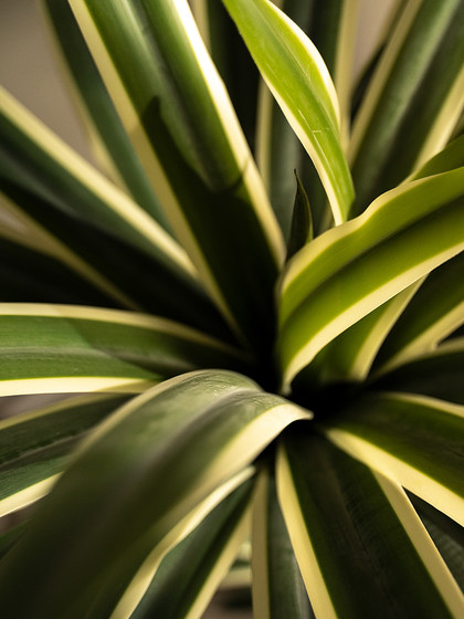 Large Artificial Green Plant Agave Potted Plant Indoor Living Room Floor-Standing Landscape Fake Tree Dragon Blood Tree Decorative Ornament