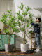 Simulated Dragon Blood Tree Thousand-Year-Old Wood Large Plant Fake Tree Indoor Living Room Bionic Green Plant Potted Decorative Landscaping Ornaments