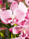 High-End Artificial Flower Phalaenopsis Orchid Indoor Tv Cabinet Fake Flower Decoration Floral Arrangement Table Light Luxury Plastic Flowers