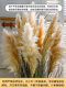 Artificial Reed Dried Flowers for Indoor Decoration, Creating a Landscape Atmosphere, High-End Faux Green Plants, Artificial Flower Trees, Floor-Standing Potted Ornaments