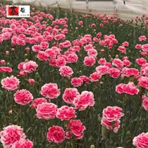 Jia special 2 packs of carnation seeds four seasons easy to live indoor and outdoor flowering potted flowers planted flower seed flower