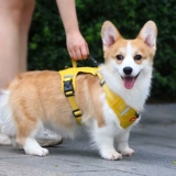 Деребное веревочное кольцо для собаки Corgi Special Special с маленьким собачьем жилетом собачьего жилета собака веревка летняя собака ремешок для собак