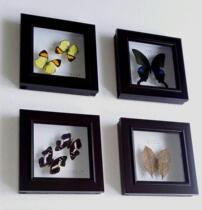 Butterfly specimen original butterfly insect display box ornaments kindergarten hanging painting home decoration wall pendant craft gift