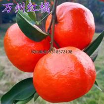 Vanju Red Seedless Honey Orange Seedlings Grafted Tangerine Saplings Sweet Orange Berry Berry Fruit Tree Saplings