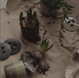 Swe Nordic Fan Рекомендация 丨 Шведская импортная рука