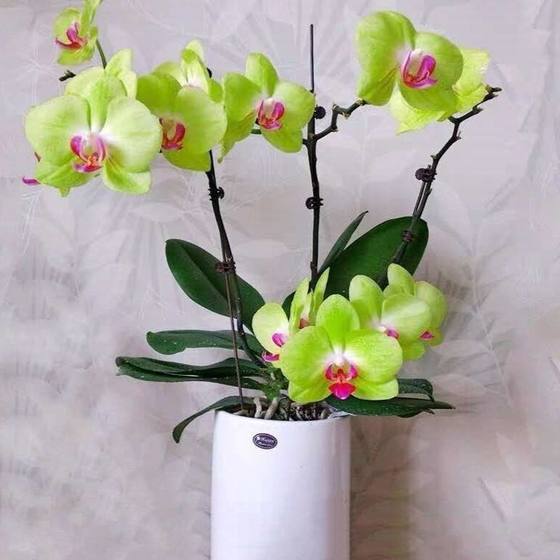 Phalaenopsis orchid seedlings with flower swords and buds potted orchids large seedlings living room indoor plants flowers four seasons are good to feed