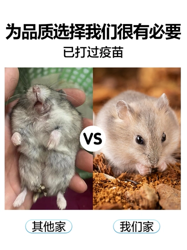 Семейная питательная печень маленькой хомяка была вакцинирована и здорово