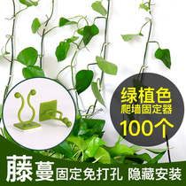 Green Ole Green Plant Climbing Wall Fixed God No Mark Home Button Climbing Indoor Cranberry wall Hook Fixed Clip